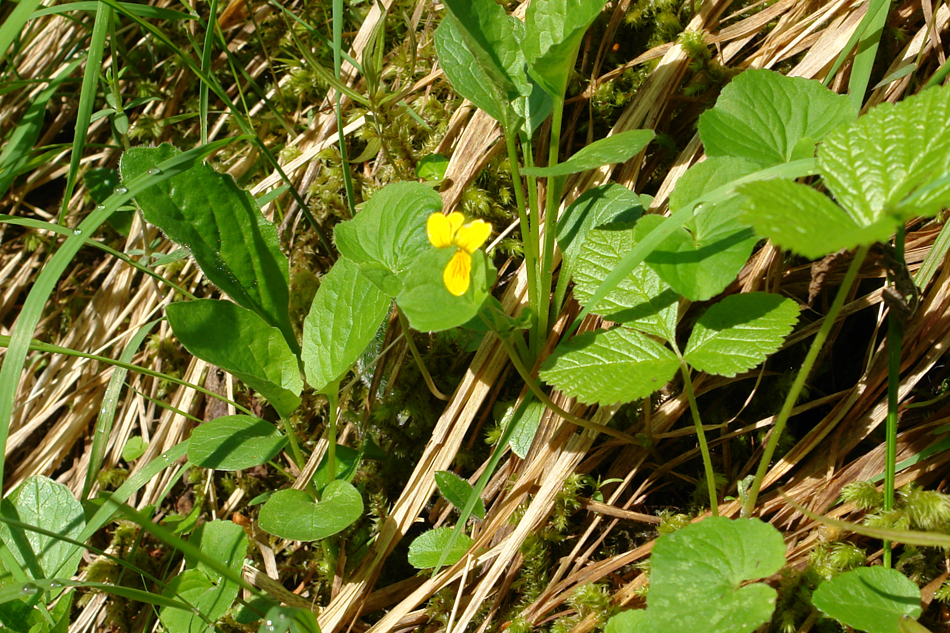 Viola biflora